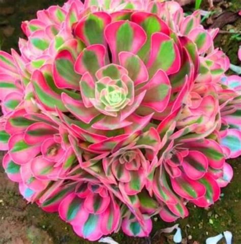 Pink qitch succulent